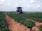 Выращивание картофеля - СПК Труд